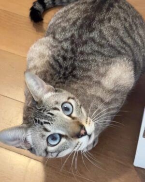 Rita Lobo Instagram - Minha retrospectiva dos melhores domingos de 2024! 😹😻🙀 E, claro, pra você que está em busca da felicidade, a minha sugestão pra 2025: adote um gatinho!