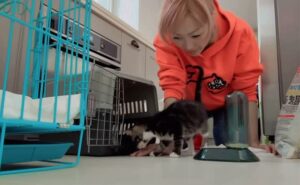 Sammi Cheng Instagram - 😸😸😸😸
一隻小貓咪到了我們家「寄養」。
好開心，又可以做「托媽」了。🤭 
至於時間長短，就待中心安排。
是一隻小male 貓。 
超級活躍。
一來到我家，我給牠稍稍用清水布抹身抹手腳，然後牠胃口大開吃了一餐，然後馬上跳入沙池大便。💩💩💩 真係好chill….😁
剛才已跟牠玩了，牠仍電力十足。
我投降了。😅
（p.s. 須要先讓牠跟麗麗徹底隔離，不接觸）
#寄養  #托媽
#生活點滴和樂趣