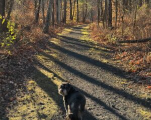 Sara Bareilles Instagram - Today is 49 days since he transitioned. My teacher reminded me that Tibetans believe this is the time a person’s consciousness or spirit takes birth in another form…before then it is journeying. Gavin loved an adventure. My grief is relentlessly noisy today but so is the light in the trees and I swear he is dancing on the leaves on days like this. The ache is impossible sometimes but yet here we are - doing impossible things. Please join us to celebrate the life of this supernova heart-shaped soul. 
May his journey be easier than the wish paper fiasco on slide #5

Here are the details- 

St James Theater 
December 2nd 
4pm
All are welcome until we fill the theater. ❤️

RSVP TO:
GAVINCELEBRATION@BESPOKETHEATRICALS.COM

Thankfully there will be a live stream for those who can’t attend in person. Details to follow. 

Sending the brightest, shiniest love in his honor. 
✨❤️

Special thanks to @kaylakuzbel for the beautiful invitation. 💕
