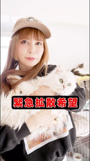 Shoko Nakagawa Instagram - 拡散希望です。どうか皆さんの力を貸してください。
#拡散希望 #猫 #家族 #保護猫