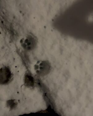 Sindy Michelle Claudia Auvity Instagram - Alors j’avoue j’avais pas vu venir la neige, mais punaise ça m’a fait trop plaisir. Il a neigé chez vous ? Vous avez réussi à pas vous casser la margoulette ?
