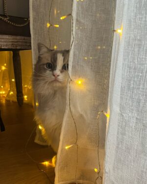 Sindy Michelle Claudia Auvity Instagram - Alors j’avoue j’avais pas vu venir la neige, mais punaise ça m’a fait trop plaisir. Il a neigé chez vous ? Vous avez réussi à pas vous casser la margoulette ?