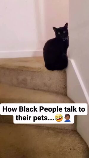 Stephanie Mills Instagram - OOOOHHHHHH this is funnee. And we really do talk to our pets like their people. 😂😂😂😂😂😂😂😂😂😂😂😂😂😂😂😂😂😂😂