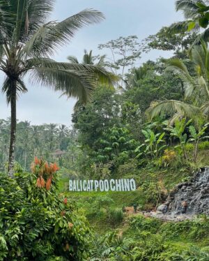Tiffany Alvord Instagram - 🙈 To a coffee I’ll never forget - the bali catpoochino… 
💩 This was from the Bali-cat-poo-chino farm where they make some the purest freshest coffee.. from cat poo.. yup you read that right. 😅 Granted they wash, roast, and grind it so all you get is fresh fresh coffee. But these views were to die for and it was one of the best coffee views of the year.