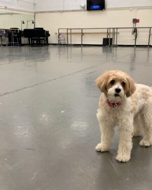 Tiler Peck Instagram - It’s hard for me to write this, but yesterday I had to let my Cali go to a better place. Anyone who knows me, knows that the two of us were a package deal. Wherever I went, she went. She came to class and rehearsal with me every day, was my dressing roommate during shows, licked my tears through all of my low points, curled around my head the day I found out about my neck injury, and traveled the world with me. Someone once even spotted her on a plane and asked me, “Is that Cali from Ballet Now!?” I giggled and said, “Yes. They then replied, “Oh and are you the ballerina?”😂 I loved that people spotted her and felt they knew my sweet girl. 

The two of us were certainly inseparable and I feel like a piece of myself and heart is now missing. She was the best dog ever; well behaved to the point you thought she was almost a human. In fact, I think she thought so too as she would look at other dogs and bark if they were misbehaving. She was definitely a lady and loved to sit with her arms crossed like a swan and her legs turned out. 

I feel very grateful that she was in my life for almost 16 years and as hard as this is going to be for me, the only thing making me feel remotely better is that she is at peace and hopefully ran right to my daddy and gave him a big hug for me. My heart is breaking but I will always remember our time together ❤️ 

#bestfriend #doggy #sidekick #caligirl #furryfriend #love #imissyou #foreverlove