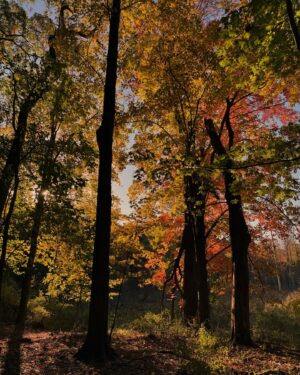 Torrey DeVitto Instagram - Fall delights 🍁🤎
