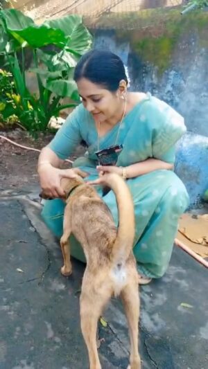 Vinodhini Vaidynathan Instagram - The same that lives in you lives in them, they too feel hunger and pain. If anyone wants to adopt a fur baby today, please give an indie stray dog a chance.
