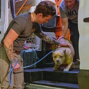 Wanda Sykes Instagram - Please consider supporting @bestfriendsanimalsociety, donating to the Best Friends’ emergency response fund will be used exclusively to support lifesaving work in the Los Angeles area. ​To donate, please go to https://www.justgiving.com/campaign/la-wildfires
​
Fostering with LA:​ Best Friends is looking for foster families for cats and dogs! If your CA-based audience members are interested in fostering, email the team at fosterla@bestfriends.org!​

Adopt:​ You can still adopt from Best Friends in LA! Their population on site is always changing, so keep an eye out at @bfas_la or @bestfriendsanimalsociety for the most up to date information.​
 
Volunteer:​ You can sign up to volunteer at https://bfas.io/VLA. Volunteers may be asked to support disaster-affected communities, including people and pets, by assisting with supply distribution, logistics, or transporting supplies/animals. Volunteer assignments are based on need and organizational priorities.