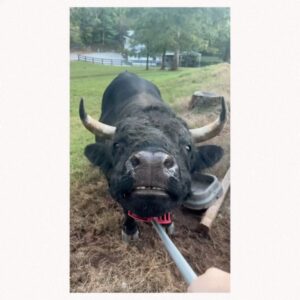 Wynonna Judd Instagram - Camera roll crumbs from 2024. Looking back with a grateful heart!!! 

1- Got to play in Alaska again 🩵
2- Married off the final Moser son 💍
3- The best group to be stuck in an airport with ✈️
4- Sparkles. Duh. ✨
5- Meet Moonshine! 🐮 Kaliyah loves giving him treats!
6- BTS 📸
7- @starletjudd is a really good sport 💕
8- Hazel Claire has already stolen my heart 🎀
9- We love Austin!!! 🎶
10- Ryman selfies with @ashleymcbryde 🤳
11- Farm life. 🐔
12- I 💚 @laineywilson
13- Girls night out @robertswesternworld 🥂
14- Spent time with @officialstetsonwright and his sweet family 🤠
15- Princess Kaliyah’s first time trick or treating! 🎃
16- Boomer.🥤
17- Nonie’s little sous chef. 👩🏼‍🍳
18- First time using my @kubotausa mower. 🚜
19- Cooking in stage clothes. What else is there to do? 🍅
20- No caption needed. 😆🏓