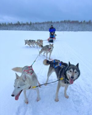 Aisha Zafar Khan Instagram - Husky safari ❄️🐕‍🦺🛷