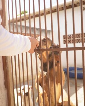 Aline Mineiro Instagram - VAMOS DAR VOZ PARA AQUELES QUE SÃO INVISÍVEIS E VÍTIMAS DE TANTA CRUELDADE E MAUS TRATOS 🙏🏼

➡️PRECISAMOS DE VOCÊS PARA QUE ESSE TRABALHO CONTINUE!

DE TODAS AS EXPERIÊNCIAS QUE JÁ VIVI NA MINHA VIDA, nada se compara a felicidade sem fim que sinto quando estou com os animais 🥹 o meu coração transborda de alegria, meus olhos enchem de lágrimas de tanta satisfação, minha alma sorri e o tempo para em uma imensidão de amor ❤️ Descobri o meu propósito, pois nada além disso nesse mundo faz com que eu me sinta assim. 

@garranimal eu já está com saudades de vocês e dos GARRINHOS 🥹 OBRIGADA por cuidar tão bem dos nossos anjos, dando dignidade , respeito, amor, carinho e tudo que eles merecem até conseguirem achar um lar e uma família! 
ME DESCULPA mas eu não tenho palavras o suficiente para expressar o que eu sinto para agradecer realmente por esse trabalho tão lindo, só peço a Deus que abençoe cada vez mais e continue dando saúde e sabedoria para que esse trabalho se estenda e passe por gerações! 

QUE ESSA CORRENTE DO BEM NUNCA TENHA FIM❤️

FOTOS : @wagnerojunior