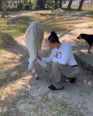Aline Mineiro Instagram - VAMOS DAR VOZ PARA AQUELES QUE SÃO INVISÍVEIS E VÍTIMAS DE TANTA CRUELDADE E MAUS TRATOS 🙏🏼

➡️PRECISAMOS DE VOCÊS PARA QUE ESSE TRABALHO CONTINUE!

DE TODAS AS EXPERIÊNCIAS QUE JÁ VIVI NA MINHA VIDA, nada se compara a felicidade sem fim que sinto quando estou com os animais 🥹 o meu coração transborda de alegria, meus olhos enchem de lágrimas de tanta satisfação, minha alma sorri e o tempo para em uma imensidão de amor ❤️ Descobri o meu propósito, pois nada além disso nesse mundo faz com que eu me sinta assim. 

@garranimal eu já está com saudades de vocês e dos GARRINHOS 🥹 OBRIGADA por cuidar tão bem dos nossos anjos, dando dignidade , respeito, amor, carinho e tudo que eles merecem até conseguirem achar um lar e uma família! 
ME DESCULPA mas eu não tenho palavras o suficiente para expressar o que eu sinto para agradecer realmente por esse trabalho tão lindo, só peço a Deus que abençoe cada vez mais e continue dando saúde e sabedoria para que esse trabalho se estenda e passe por gerações! 

QUE ESSA CORRENTE DO BEM NUNCA TENHA FIM❤️

FOTOS : @wagnerojunior