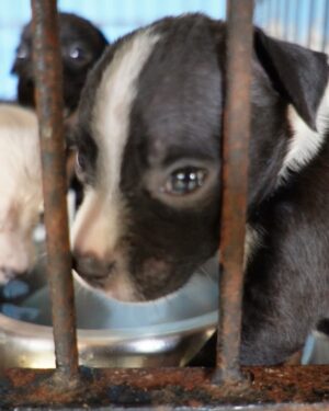 Aline Mineiro Instagram - VAMOS DAR VOZ PARA AQUELES QUE SÃO INVISÍVEIS E VÍTIMAS DE TANTA CRUELDADE E MAUS TRATOS 🙏🏼

➡️PRECISAMOS DE VOCÊS PARA QUE ESSE TRABALHO CONTINUE!

DE TODAS AS EXPERIÊNCIAS QUE JÁ VIVI NA MINHA VIDA, nada se compara a felicidade sem fim que sinto quando estou com os animais 🥹 o meu coração transborda de alegria, meus olhos enchem de lágrimas de tanta satisfação, minha alma sorri e o tempo para em uma imensidão de amor ❤️ Descobri o meu propósito, pois nada além disso nesse mundo faz com que eu me sinta assim. 

@garranimal eu já está com saudades de vocês e dos GARRINHOS 🥹 OBRIGADA por cuidar tão bem dos nossos anjos, dando dignidade , respeito, amor, carinho e tudo que eles merecem até conseguirem achar um lar e uma família! 
ME DESCULPA mas eu não tenho palavras o suficiente para expressar o que eu sinto para agradecer realmente por esse trabalho tão lindo, só peço a Deus que abençoe cada vez mais e continue dando saúde e sabedoria para que esse trabalho se estenda e passe por gerações! 

QUE ESSA CORRENTE DO BEM NUNCA TENHA FIM❤️

FOTOS : @wagnerojunior
