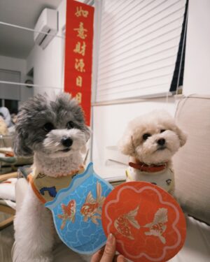 Angel Lam Chin Ting Instagram - 農曆新年已成為我最喜歡節日🪭🧧🐍