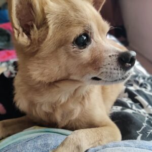 Anjali Bhimani Instagram - The Portrait of Dogian Gray. 15 going on 5. Seriously, HOW IS HE SO HANDSOME?????

📷: @federicachiarabasile 

#charleythebestdog #rescuepup #thepuppyroll #dogmomaf #bestboi
