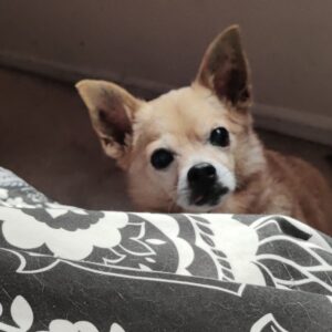 Anjali Bhimani Instagram - The Portrait of Dogian Gray. 15 going on 5. Seriously, HOW IS HE SO HANDSOME?????

📷: @federicachiarabasile 

#charleythebestdog #rescuepup #thepuppyroll #dogmomaf #bestboi