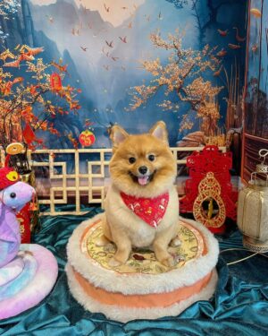 Apple Chan Instagram - 恭喜发财！
新年快乐！
蛇年大吉！