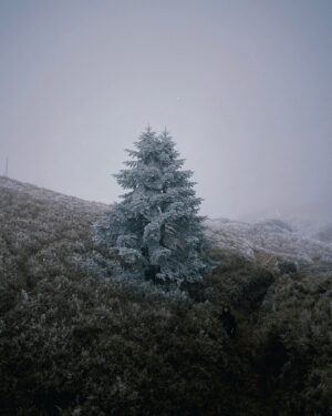 Aviis Zhong Instagram - 我和奇萊山有一段無法攻頂的過往，
第一次開到松雪樓，天候不佳無法出發。
第二次踢到成功山屋隔天大雨撤退差點失溫。
這是第三次，踢到了稜線大風雪上不了北峰也進上不了主峰。
曾在屏風山頂遙望著隔壁的奇萊北峰，也在黑水塘山屋遙望著冰雪覆蓋的奇萊峰頂，奇萊呀！奇萊！妳真是頑皮😩
但零度下的一路上妳帶給我的風景與回憶無數，
這樣就很美好了，謝謝我的山友們和奇萊大山❤️

@raul_iam 
@kairchen 
@pankuancheng 

黃色放風防水上衣： @arcticfox_tw 
黑色帽子： @thenorthface_tw 
雪衣： @patagonia_tw 
綠色毛外套： @patagonia_tw 

#奇萊山