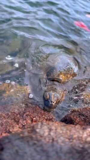 Ayame Tachibana Instagram - There are many sea turtles living on the beaches of Hilo. I go into the ocean without using sunscreen so that the sea turtles of Hilo can live healthy lives in the beautiful ocean🐢🌊

ヒロのビーチには、
沢山のウミガメが住んでいるよ🏝️✳︎

ウミガメや、海の生き物たちが
美しい海で健康に過ごす為に、

日焼け止めや、オイルは使わずに
海にはいるよ☺️🤙✨

#hilo #hawaiibigisland 
#ヒロ　#ハワイ島
