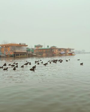 Bhumika Thakkar Instagram - Hum Jo Dekhe Sapne Pyaare Sach Ho Saare Bas Aur Kya ❤️

#dallake #dallakesrinagar #dallakeview #dallake❤️ #srinagarkashmir #srinagardiaries #kashmirvalley #kashmirlife #kashmirlakes #indiantravelblogger #indiantravelgram #indiantravelsquad #kashmirikahwa