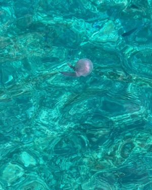 Camila Morrone Instagram - Summer ‘23 had a whole lot of this 
🍷🐠🐙🐚🦀☀️🇮🇹