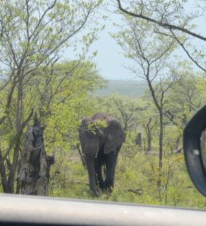 Camille Hyde Instagram - Adventure of a lifetime 🐘🦒🦓

📍 Kruger National Park @mdlulilodge