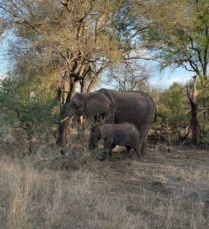 Camille Hyde Instagram - Adventure of a lifetime 🐘🦒🦓

📍 Kruger National Park @mdlulilodge