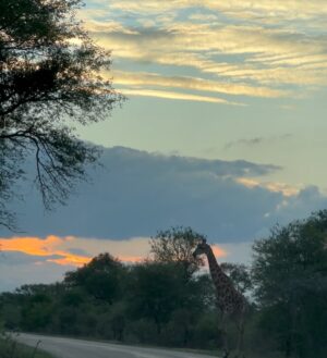Camille Hyde Instagram - Adventure of a lifetime 🐘🦒🦓

📍 Kruger National Park @mdlulilodge