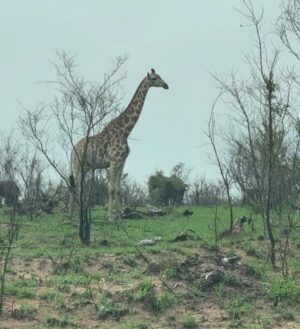 Camille Hyde Instagram - Adventure of a lifetime 🐘🦒🦓

📍 Kruger National Park @mdlulilodge