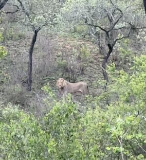 Camille Hyde Instagram - Adventure of a lifetime 🐘🦒🦓

📍 Kruger National Park @mdlulilodge