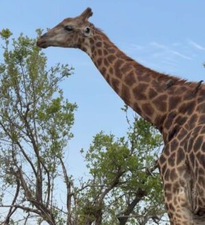 Camille Hyde Instagram - Adventure of a lifetime 🐘🦒🦓

📍 Kruger National Park @mdlulilodge