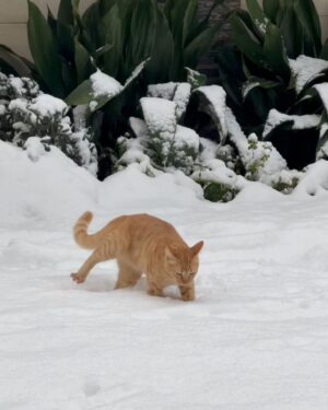 Cansu Dere Instagram - Günaydın ❄️🐾
