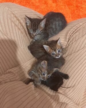Catarina Perez Instagram - registos das últimas semanas fora da internet cheia de gatinhos na cabeça 🐱🌷✨💓 AAAA HELP JGTHIBGHVFTD