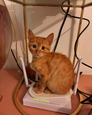 Catarina Perez Instagram - registos das últimas semanas fora da internet cheia de gatinhos na cabeça 🐱🌷✨💓 AAAA HELP JGTHIBGHVFTD