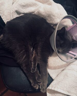 Charlotte Kemp Muhl Instagram - When my friends @threeasfour found this kitten on the street, and I offered to look after her for a few days, I didn’t know it was going to be such a rollercoaster… but soon as I met her I smelled necrotic flesh, and sure enough her tail just needed to be emergency amputated (was pretty intense watching it start to rot/rip off, the antibiotics didn’t win out over the infected dog bite, but vets did a great job of removing and cleaning it) and now I’m completely in love with her…! Aghhh. Can barely leave her side and she’s been so brave and sweet through it all. She needs 6 rounds of oral meds a day but fortunately she is snack obsessed (same) and will devour her meds if doused in some variant of sardine slime (same). 
Sorry to gross you guys out but she’s a celestial Yokai who has been comforting me through some serious betrayal of people I thought were my friends who I worked really hard for and created an amazing otherworldly tech opera for, exploiting my team’s unpaid labor and concepts for no credit and only to be plagiarized and intimidated into forfeiting my rights to my own content after going in debt for them. Silicon Valley is gross. Anyway, if you’ve wondered where else I’ve been for months…it’s been in my basement building robots with my fam @finismusicae ! And touring night markets in Hong Kong and Parisian graveyards with the most lovely @st_vincent

Will start posting more fun stuff soon, sorry I’ve been non digital lately 

Love my real friends more than ever and this experience has only strengthened my appreciation for traits like kindness, camaraderie and conscientiousness. Take care of each other! 🤍