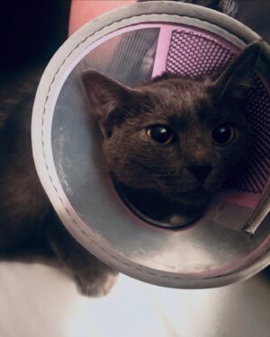 Charlotte Kemp Muhl Instagram - When my friends @threeasfour found this kitten on the street, and I offered to look after her for a few days, I didn’t know it was going to be such a rollercoaster… but soon as I met her I smelled necrotic flesh, and sure enough her tail just needed to be emergency amputated (was pretty intense watching it start to rot/rip off, the antibiotics didn’t win out over the infected dog bite, but vets did a great job of removing and cleaning it) and now I’m completely in love with her…! Aghhh. Can barely leave her side and she’s been so brave and sweet through it all. She needs 6 rounds of oral meds a day but fortunately she is snack obsessed (same) and will devour her meds if doused in some variant of sardine slime (same). 
Sorry to gross you guys out but she’s a celestial Yokai who has been comforting me through some serious betrayal of people I thought were my friends who I worked really hard for and created an amazing otherworldly tech opera for, exploiting my team’s unpaid labor and concepts for no credit and only to be plagiarized and intimidated into forfeiting my rights to my own content after going in debt for them. Silicon Valley is gross. Anyway, if you’ve wondered where else I’ve been for months…it’s been in my basement building robots with my fam @finismusicae ! And touring night markets in Hong Kong and Parisian graveyards with the most lovely @st_vincent

Will start posting more fun stuff soon, sorry I’ve been non digital lately 

Love my real friends more than ever and this experience has only strengthened my appreciation for traits like kindness, camaraderie and conscientiousness. Take care of each other! 🤍
