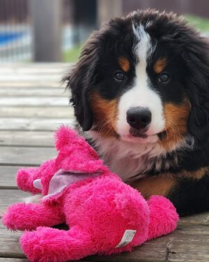 Christine Morency Instagram - Cet enfant va m’achever. 
Ça a PAS de sens à quel point il est mign!! 🫠

M’A CREVER DE CUTE! 🥹

🖤🤍🤎

(Merci matante Nat pour le cadeau rose 💕)