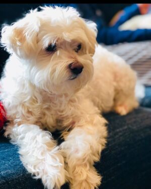 Cozi Zuehlsdorff Instagram - Yesterday was a bit of a shock ♥️ within a few hours, my family dog Bandit started declining and we ended up having to say goodbye. 

Bandit, when I was a little girl, I wished for you on every birthday candle. Thank you for the best 14 years. I’m gonna miss your raspy bark, your obsession with treats, hearing you happily panting in the other room, watching you gleefully tear up our wrapping paper on Christmas…the house is so quiet without you. But already we’re finding ways to keep your memory alive. ♥️ We adore you, Bandi.