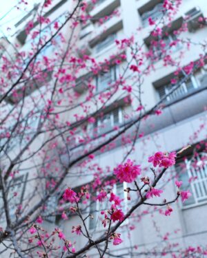 DaYuan Lin Instagram - 明年就要帶著柱和爸爸一起圍爐了ฅ’ㅅ‘ฅ 
也期待和未來家人們的新團聚♡

新年快樂恭喜發財🧧
今年第一包紅包ꔛ謝謝呂先生的愛！
（完全沒有想要打開的意思♡全部都要收藏的好好的:)