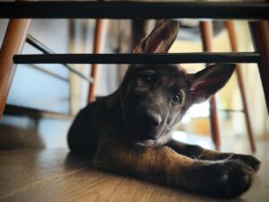 Daniela Ruah Instagram - New baby in the house… fit riiight in ❤️
🐕🐕🐕🐕🐕🐕🐕🐕🐕🐕🐕🐕🐕🐕🐕🐕🐕
Bebé novo cá em casa… encaixou perfeiiitamente ❤️
.
#Mocha #germanshepherd #pastoralemão #fofalinda #babygirl #Roxy #Ice