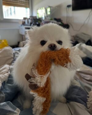 Eleonora Gaggero Instagram - Da tre anni hai reso la mia vita migliore. Dormire tutte le notti con te al mio fianco e svegliarmi la mattina con i tuoi baci è un onore incredibile. Sei una cagnolina speciale 
Buon compleanno piccola Tasca🤍