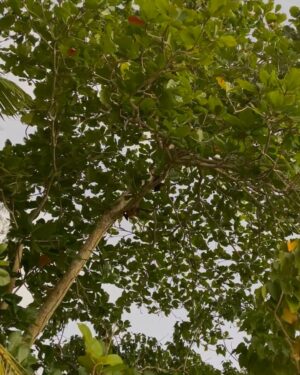 Gabriela Andrada Instagram - Lo de la última foto es un murciélago frito en su salsa