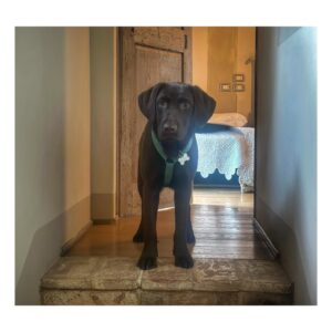 Gabriella Pession Instagram - Amore nostro ❤️🐶
#arturo 
#chocolatelab 
#lovemydog 
#familytime