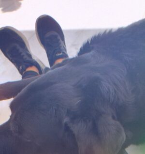 Hajra Yamin Instagram - ❣️🐾