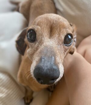 Haruka Momokawa Instagram - 1月21日私が、11歳の頃から飼ってた愛犬のソラが
18歳で虹の架け橋を渡りました🌈

この何日間か、ソラの動画や写真をみてばっかり。

でもね、寂しいけど…
可愛くて愛おしくて笑えちゃうくらい
いい思い出しかなくて。

ソラは1人が大っ嫌いだったんだけど、最後もお父さんとお母さんがいてお母さんに抱っこされながら眠るようだったとの事で苦しまずに最後を迎えてもらえたから良かったなと。

小学生の頃携帯持ってなかったから小さい頃の写真が少なくて悔しいけど、本当に一生かわいかった。

私の人生半分以上一緒にいてくれてありがとう。

この先もずっとソラのこと大切に大事に想って
生きていこうと思います！ありがとう！！！！！！！

 #愛犬