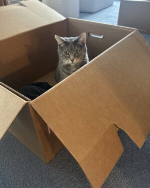 Jill Biden Instagram - Best unpacking buddy 🐾🐈‍⬛
