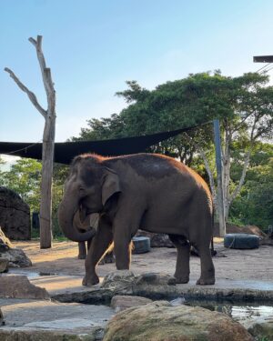 Joanna Jędrzejczyk Instagram - a bit of beautiful Sydney from my camera roll 📸 
in love with this city 

#tbthursday 

Sydney • Australia • Wildlife Retreat • ZOO 

#sydney #sydneyaustralia #australia #bigcitylife #wildlife #wildliferetreat