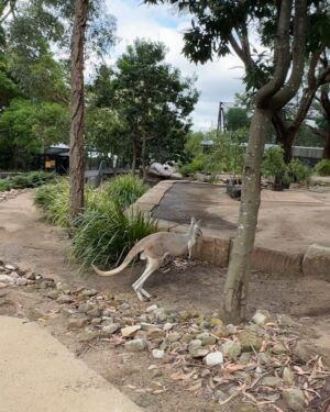Joanna Jędrzejczyk Instagram - a bit of beautiful Sydney from my camera roll 📸 
in love with this city 

#tbthursday 

Sydney • Australia • Wildlife Retreat • ZOO 

#sydney #sydneyaustralia #australia #bigcitylife #wildlife #wildliferetreat