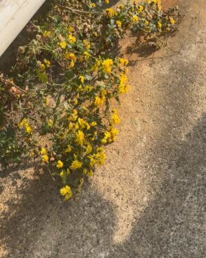 Kim Ah-young Instagram - 엄마가 땋아준 양갈래 👧🏻🌼