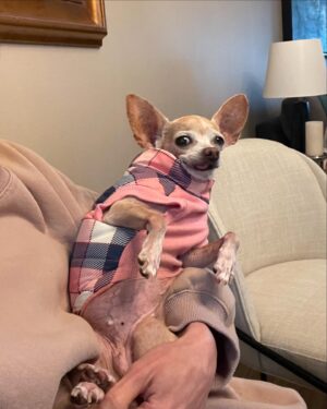 Lauren Lopez Instagram - Happy Gotcha Day to our most precious angel. She is the love of our lives and our entire reason for existing🥰🥰🥰which definitely comes out in a chill, non-smothering way on my part 🥰🥰🥰🥰 if she was a human she would be entirely fucked up from our codependence/enmeshment but she’s not! She’s a dog! Great news for me and my issues!!!! We love her so fucking much it’s actually insane.

Not to scare you, but legally you have to look at every pic in this post. Don’t skip any!!!!!!!! Confirm that you looked!!!!! #rescuedogsofinstagram #rescue #chihuahua #clowns #adoptdontshop